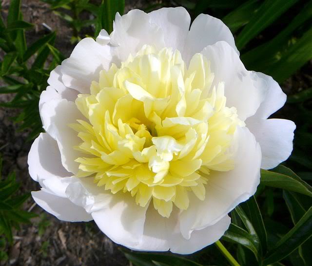 Paeonia lactiflora 'Primavera'